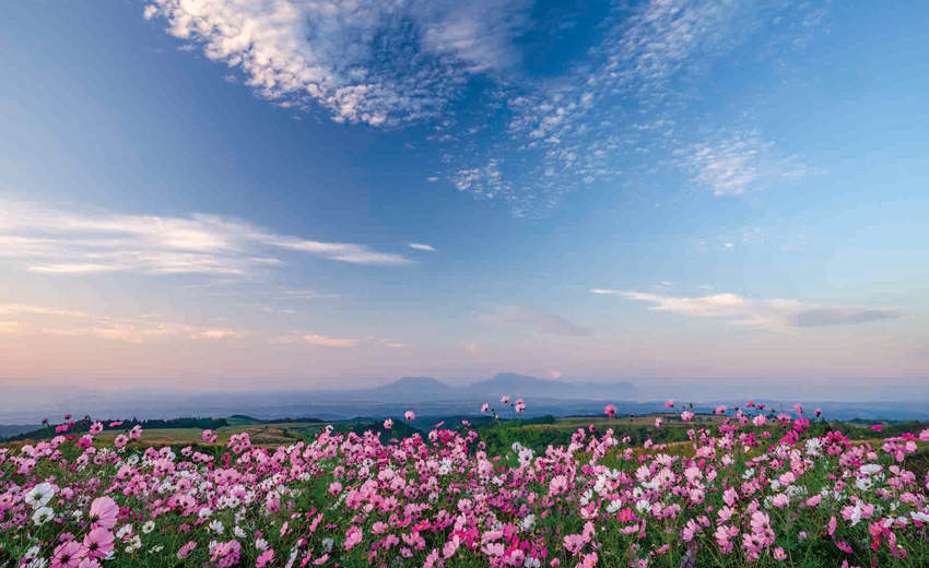 ヒゴタイ公園（阿蘇郡産山村）